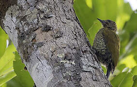 Buff-spotted Woodpecker