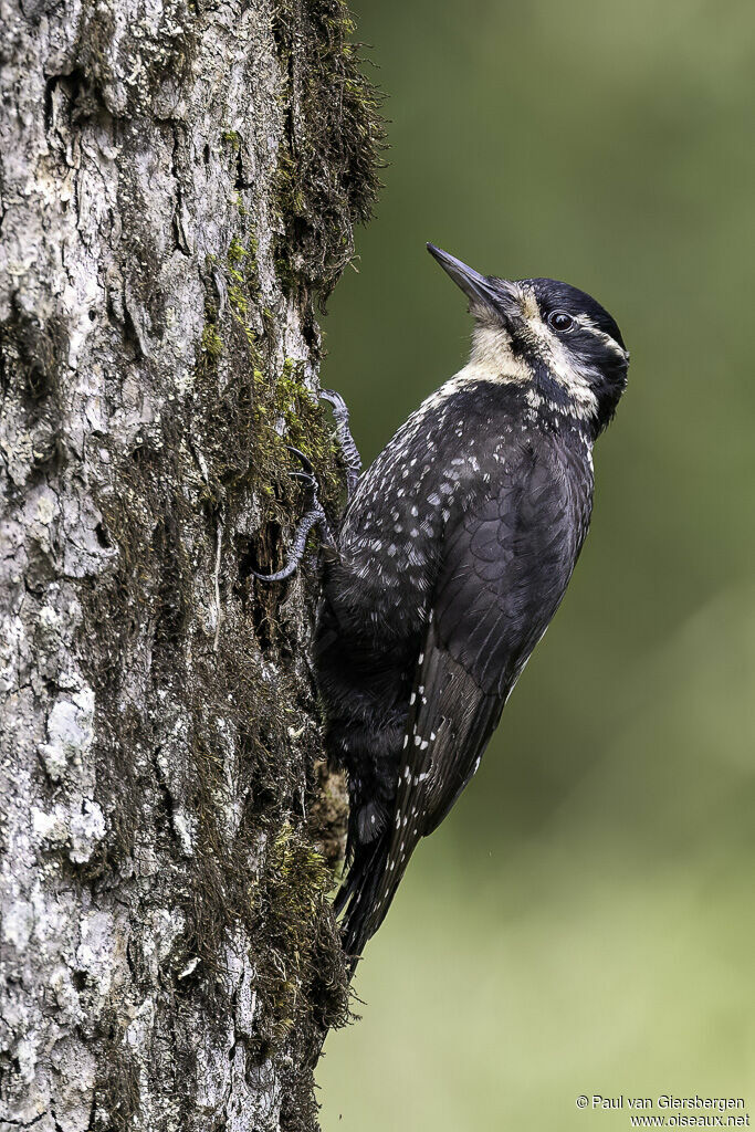 Eurasian Three-toed Woodpecker female adult