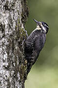 Eurasian Three-toed Woodpecker
