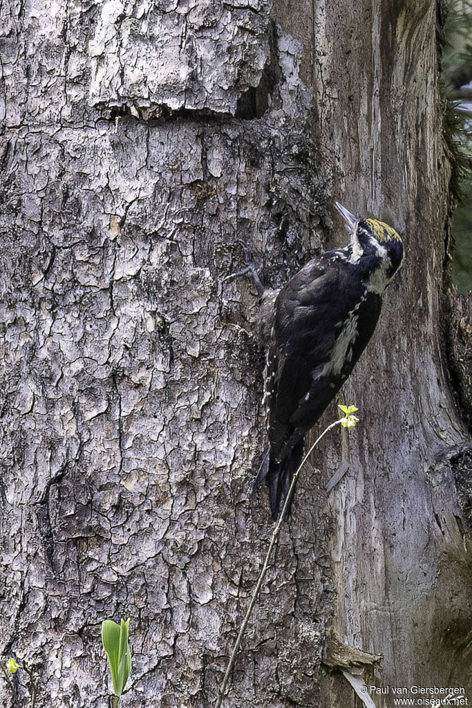 Eurasian Three-toed Woodpecker male adult