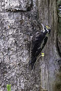 Eurasian Three-toed Woodpecker