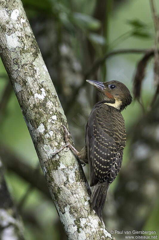 Buff-necked Woodpecker male adult