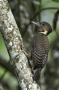 Buff-necked Woodpecker