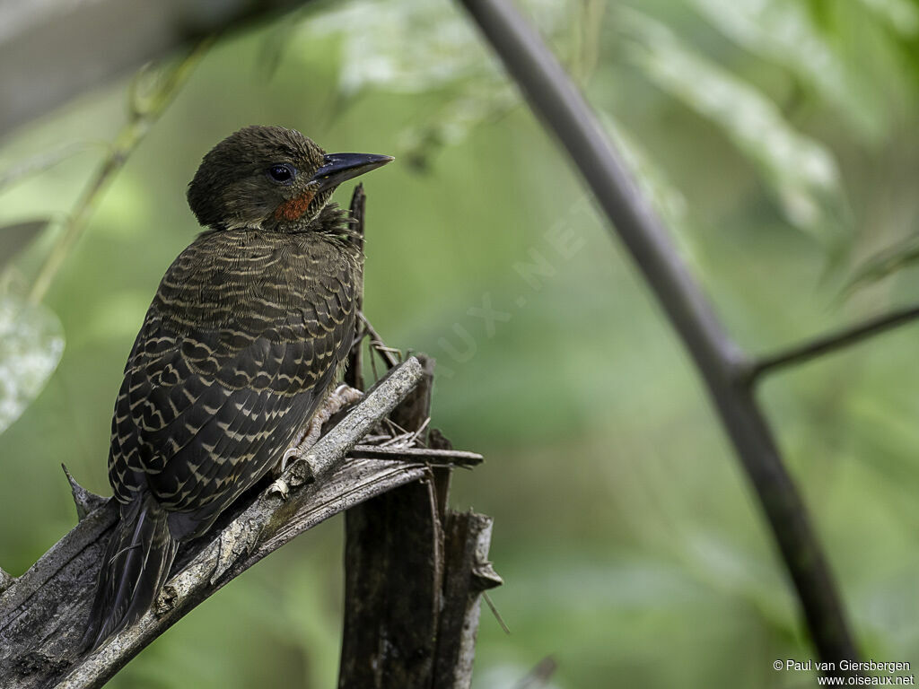 Buff-necked Woodpecker male adult