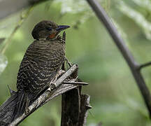 Buff-necked Woodpecker