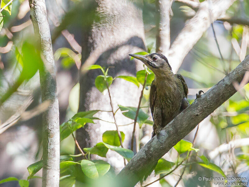 Streak-breasted Woodpecker