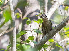 Streak-breasted Woodpecker