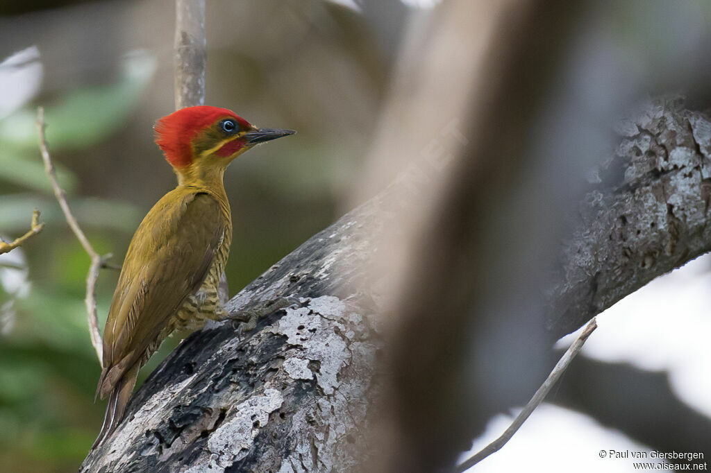 Golden-green Woodpecker male adult