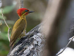 Golden-green Woodpecker