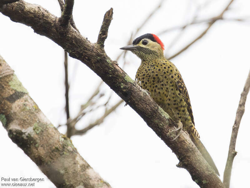 Green-barred Woodpecker female adult, pigmentation