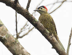 Green-barred Woodpecker