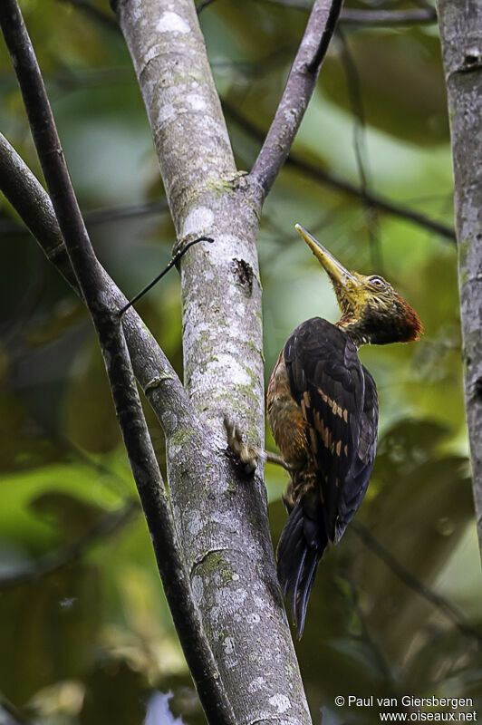 Orange-backed Woodpeckeradult