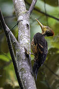 Orange-backed Woodpecker