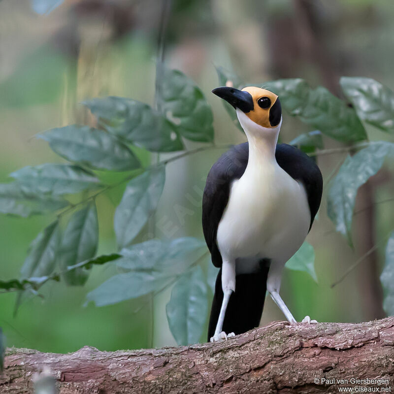 White-necked Rockfowladult