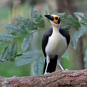 White-necked Rockfowl