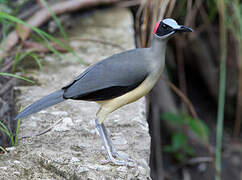 Grey-necked Rockfowl