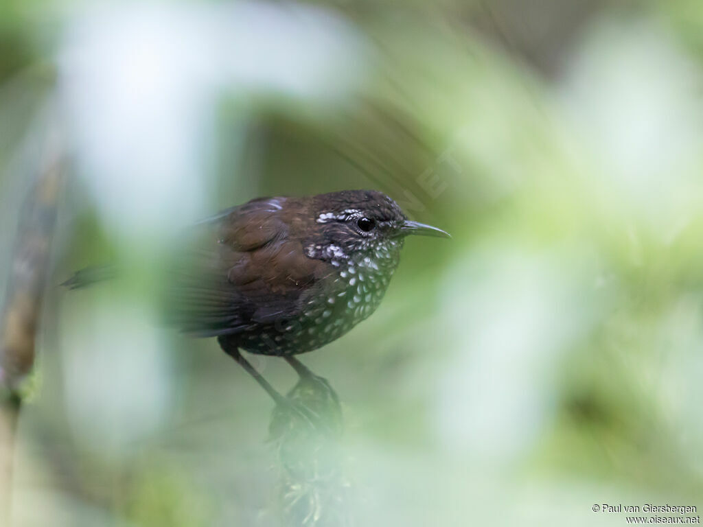 Sharp-tailed Streamcreeper