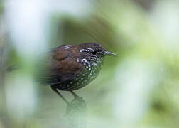 Sharp-tailed Streamcreeper