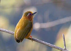 White-browed Piculet