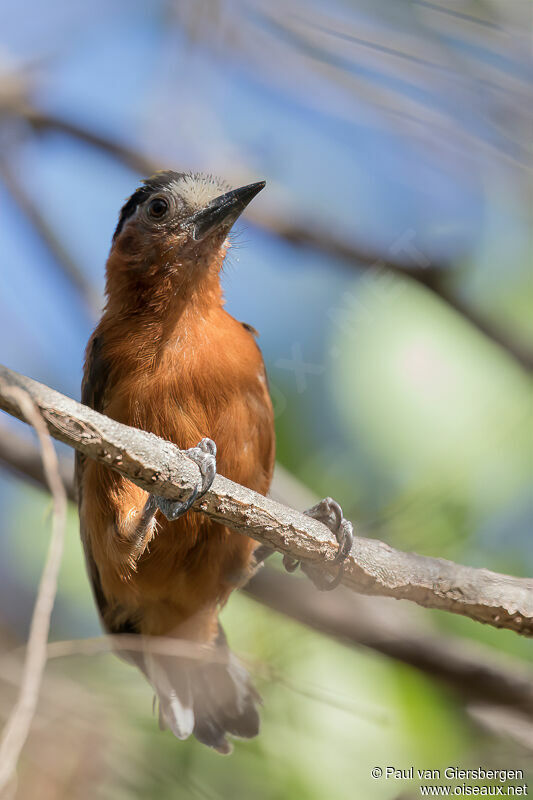 Chestnut Piculetadult