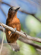 Chestnut Piculet