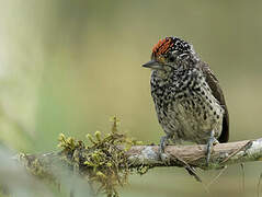 Ocellated Piculet