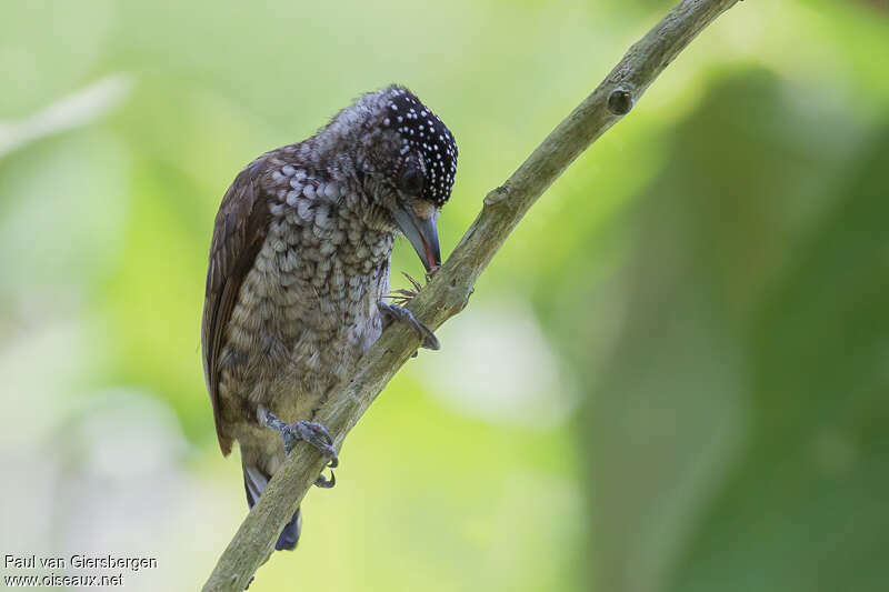 Arrowhead Piculet female adult, eats