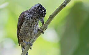 Arrowhead Piculet