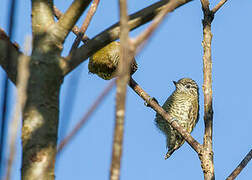 Lafresnaye's Piculet