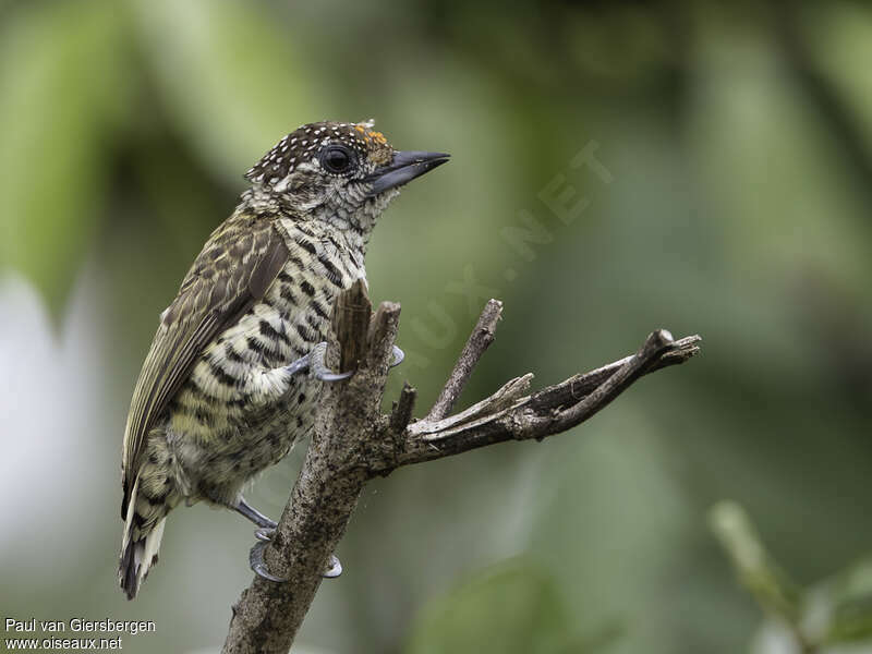 Lafresnaye's Piculet male adult, identification