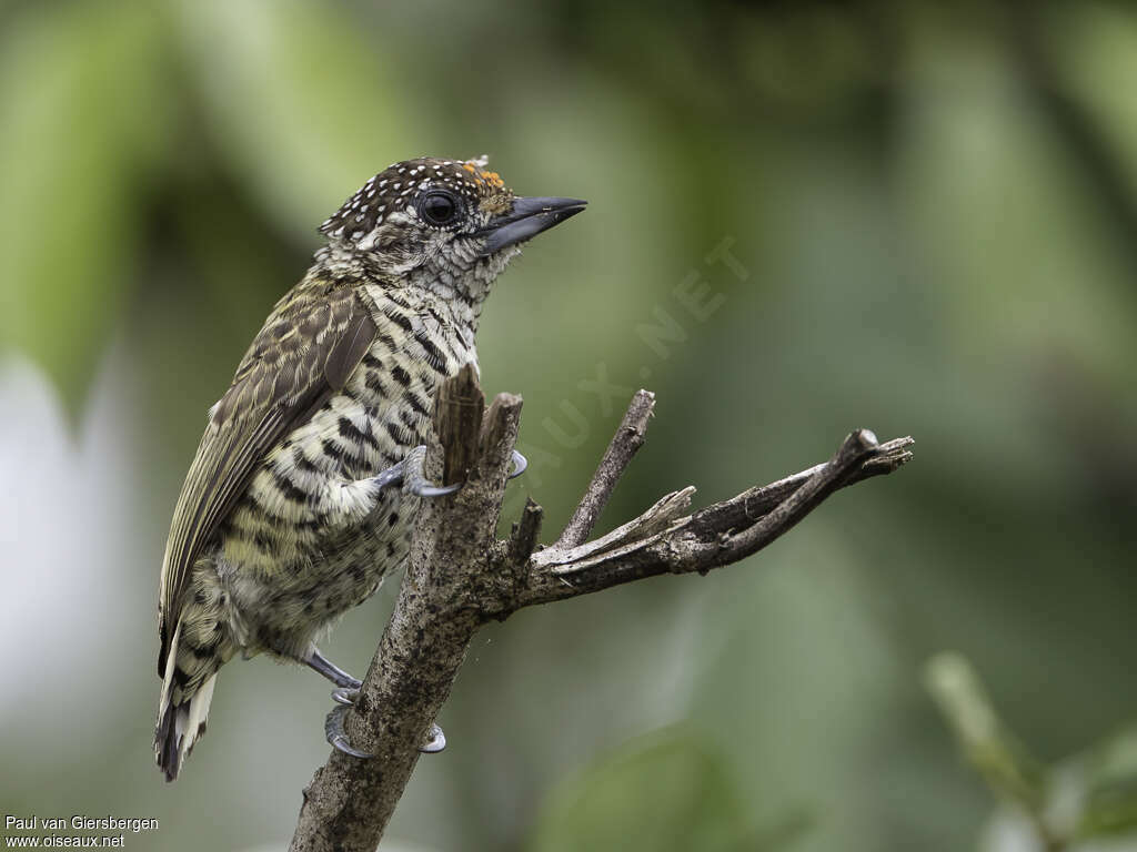 Lafresnaye's Piculet male adult, identification