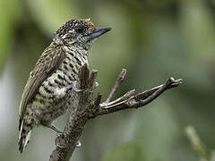 Lafresnaye's Piculet