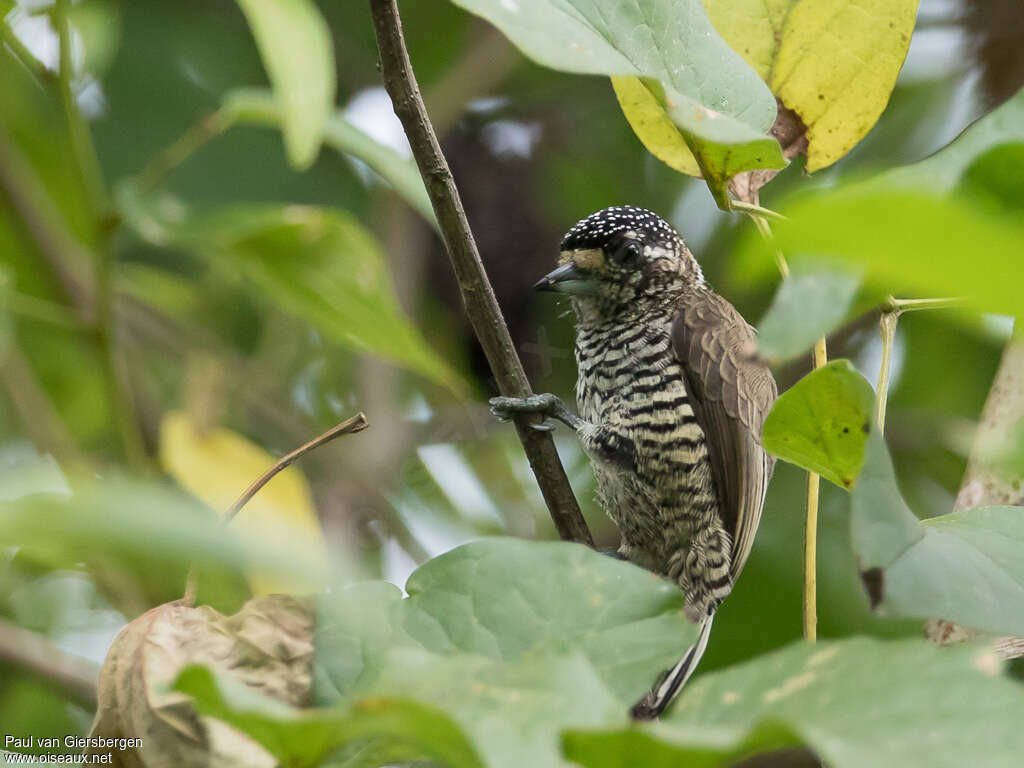 White-barred Piculet female adult, Behaviour