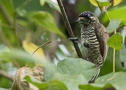 White-barred Piculet