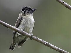 Greyish Piculet