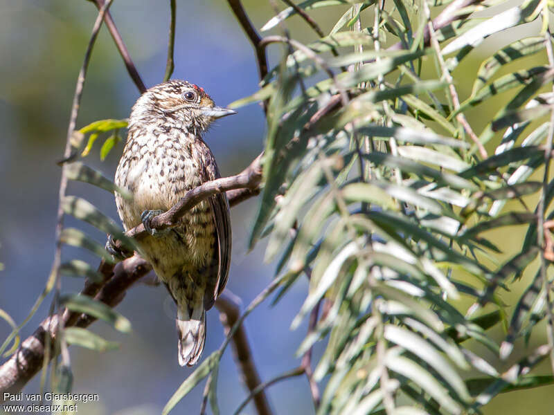 White-wedged Piculet male adult, habitat, pigmentation