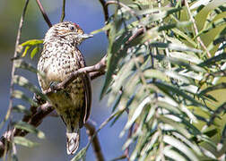 White-wedged Piculet