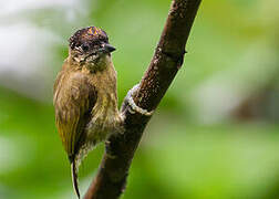 Olivaceous Piculet