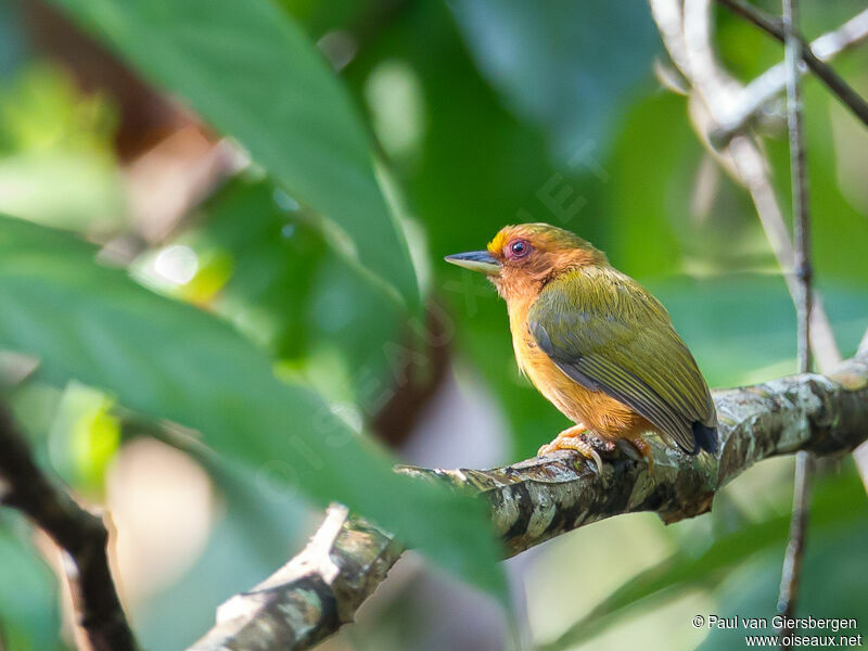 Rufous Piculet