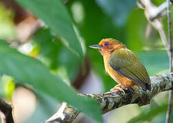 Rufous Piculet