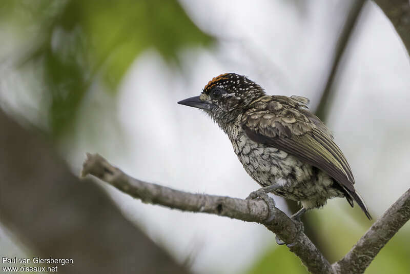 Scaled Piculet male adult, identification