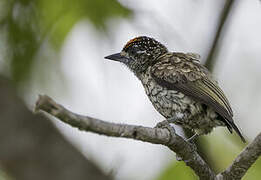 Scaled Piculet