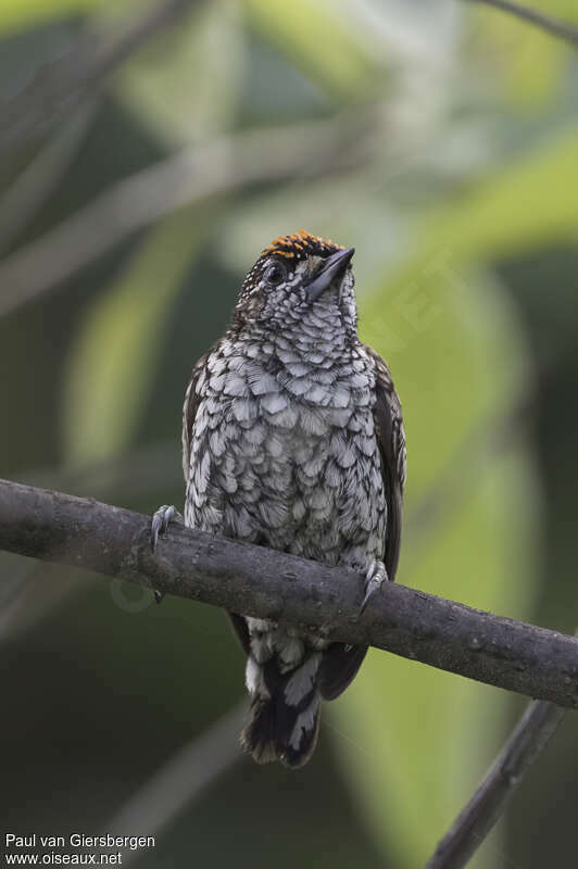 Scaled Piculet male adult, close-up portrait