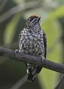 Scaled Piculet