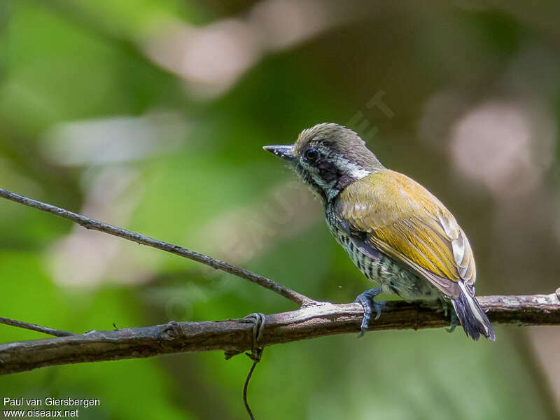 Speckled Piculet male adult, identification