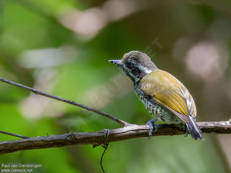 Speckled Piculet male adult, identification