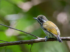 Speckled Piculet