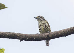 Speckled Piculet