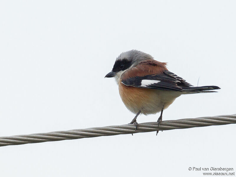 Bay-backed Shrike