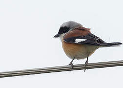 Bay-backed Shrike